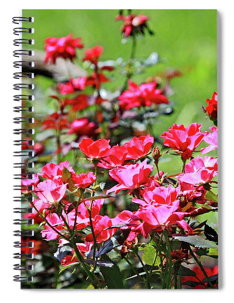 Roses Are Red Spiral Notebook featuring the photograph Roses are Red by PJQandFriends Photography