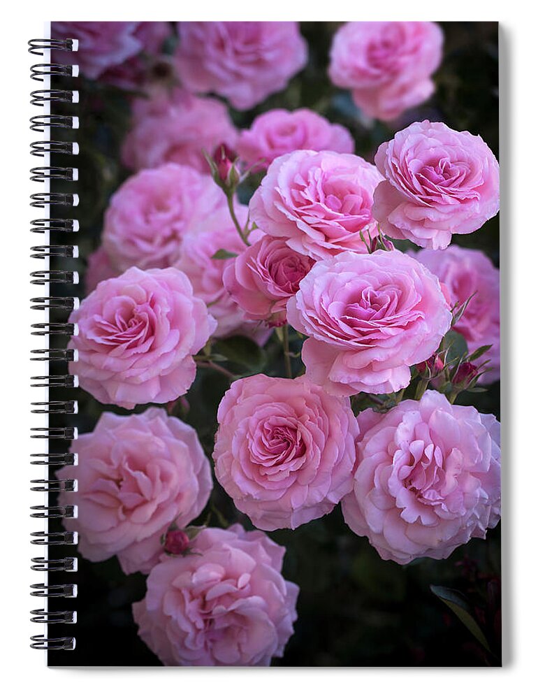 Roses Spiral Notebook featuring the photograph Rosey Gathering by Vanessa Thomas