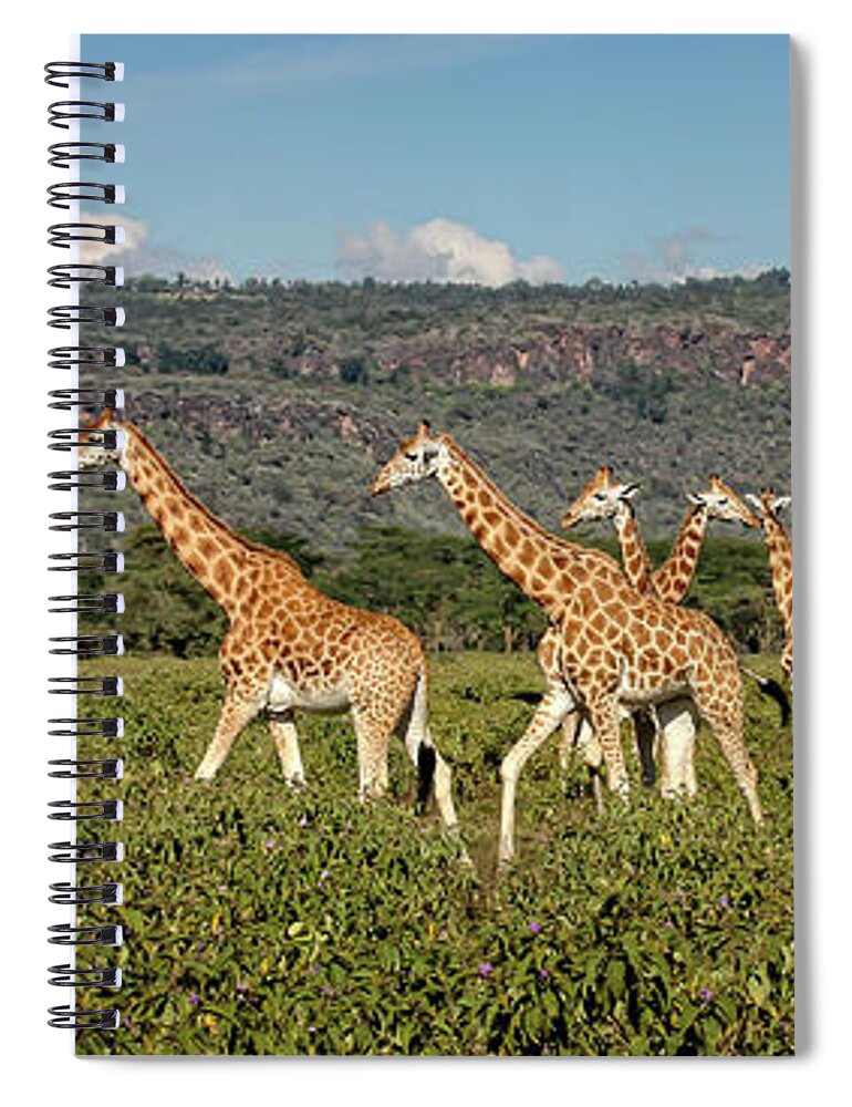 Giraffes Spiral Notebook featuring the photograph Rothschild Giraffes on the march by Steven Upton