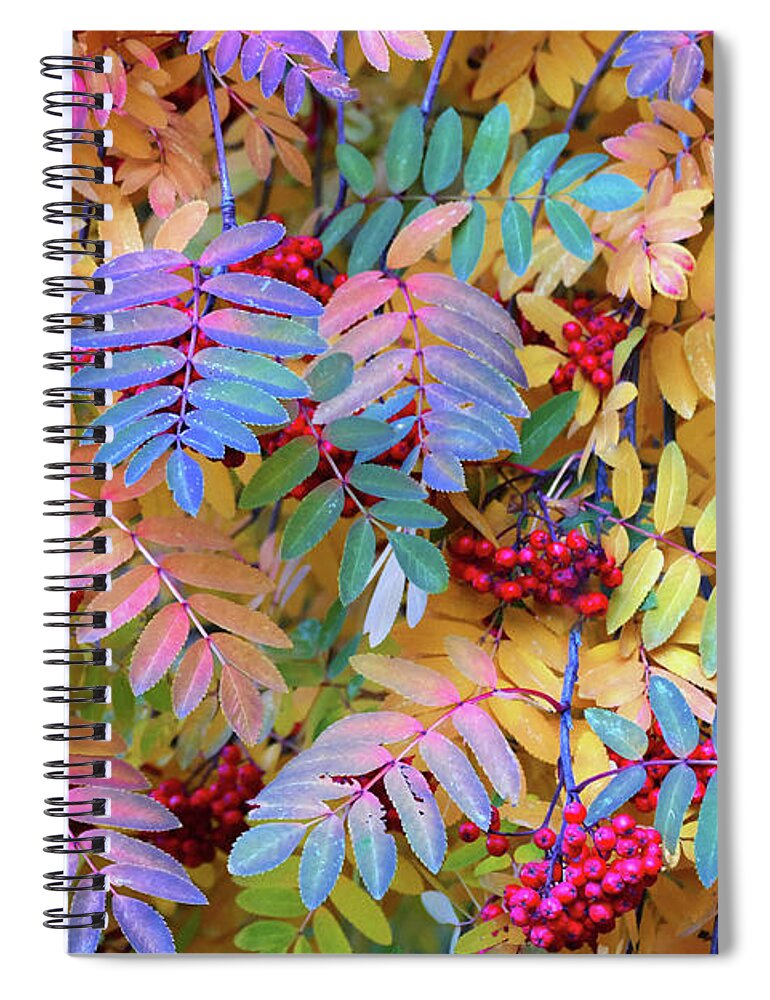 Sorbus Aucuparia Spiral Notebook featuring the photograph Rowan by Michele Penner