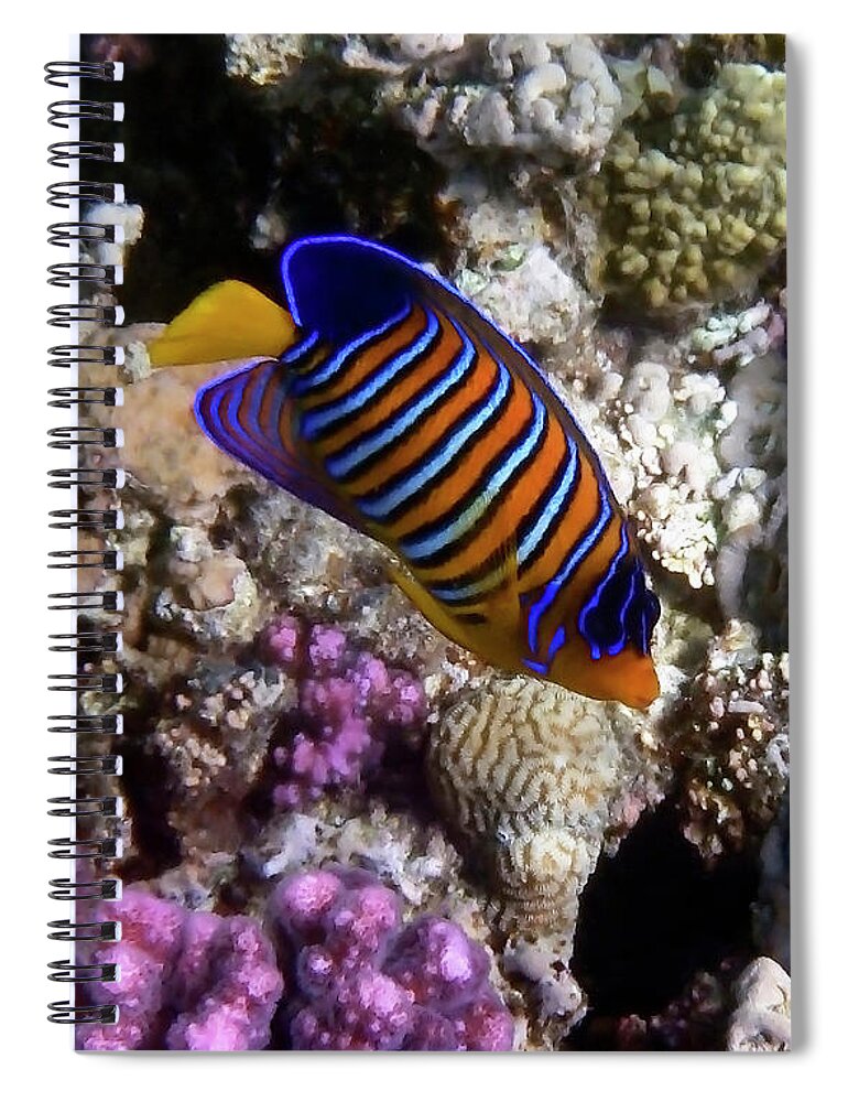 Fish Spiral Notebook featuring the photograph Royal Angelfish Macro 3 by Johanna Hurmerinta
