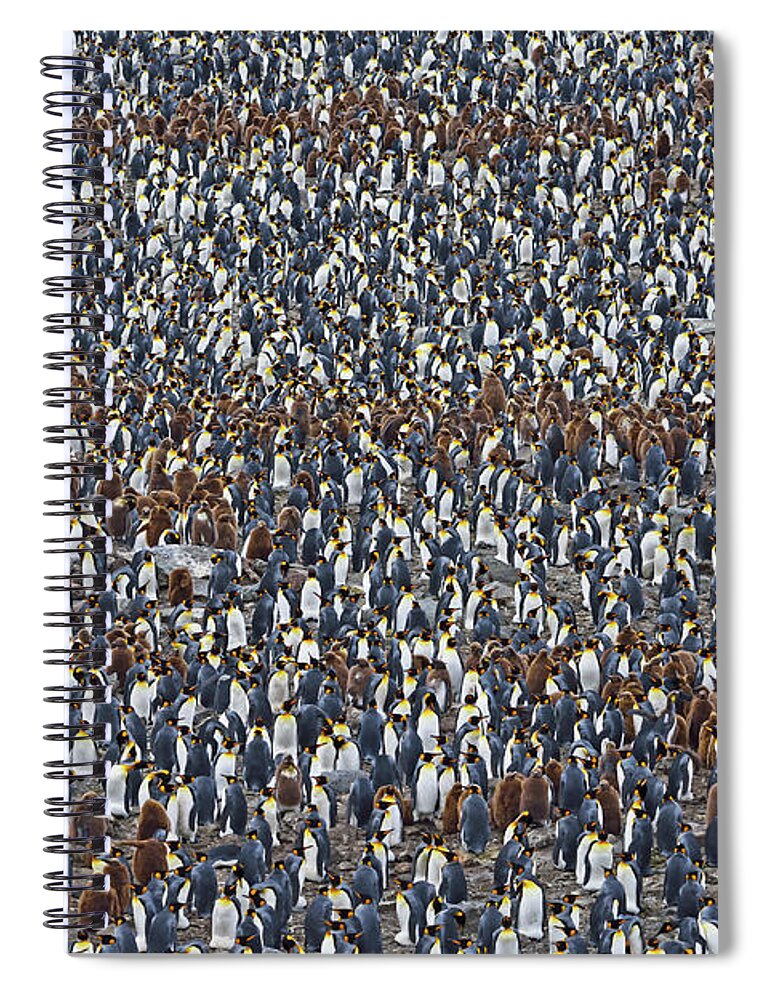 King Penguin Spiral Notebook featuring the photograph Royal Layers by Tony Beck