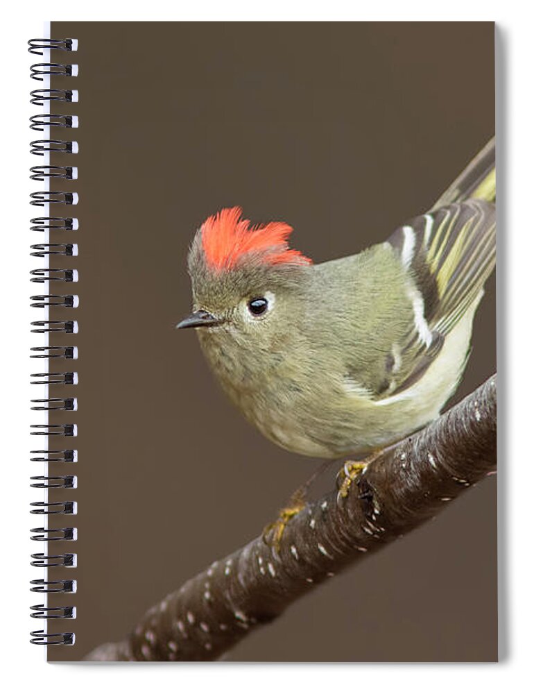 Ruby-crowned Spiral Notebook featuring the photograph Ruby-crowned Kinglet Display by Mircea Costina Photography