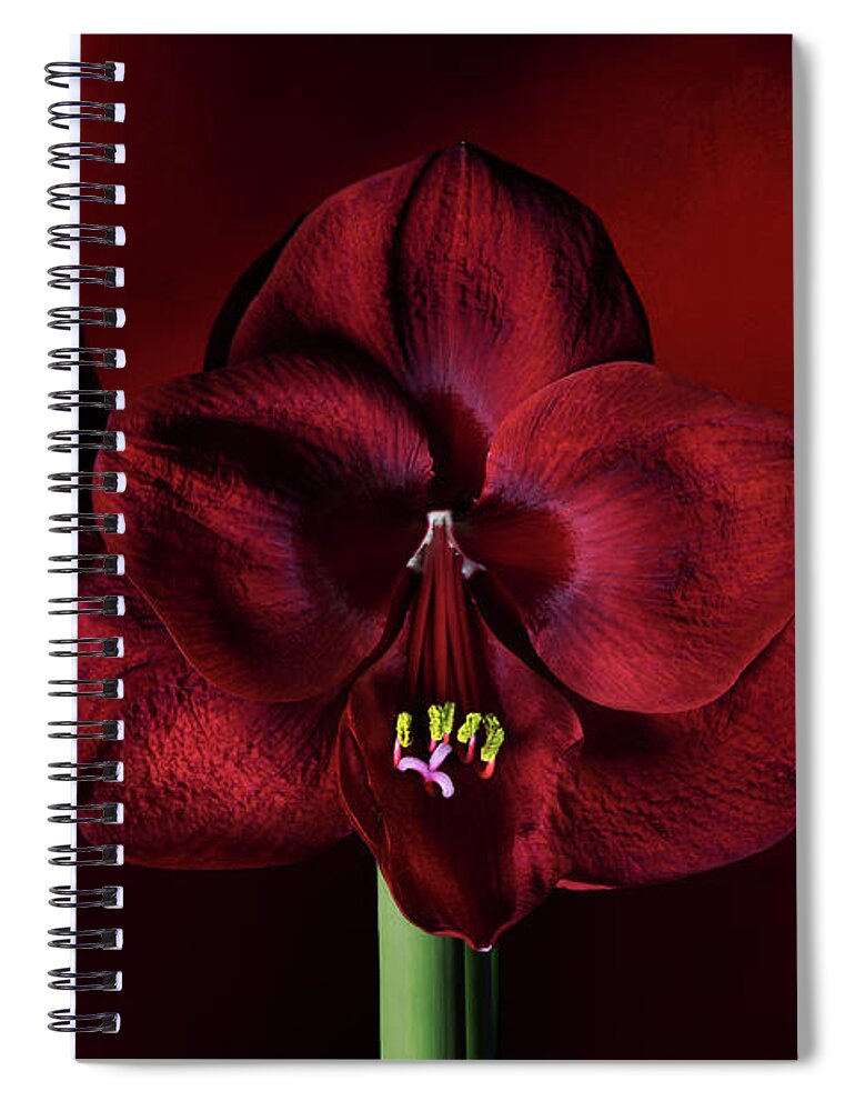 Red Amaryllis Spiral Notebook featuring the photograph Ruby Red Amaryllis by Ann Garrett