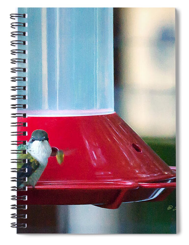 Heron Heaven Spiral Notebook featuring the photograph Ruby-throated Hummingbird At Feeder by Ed Peterson