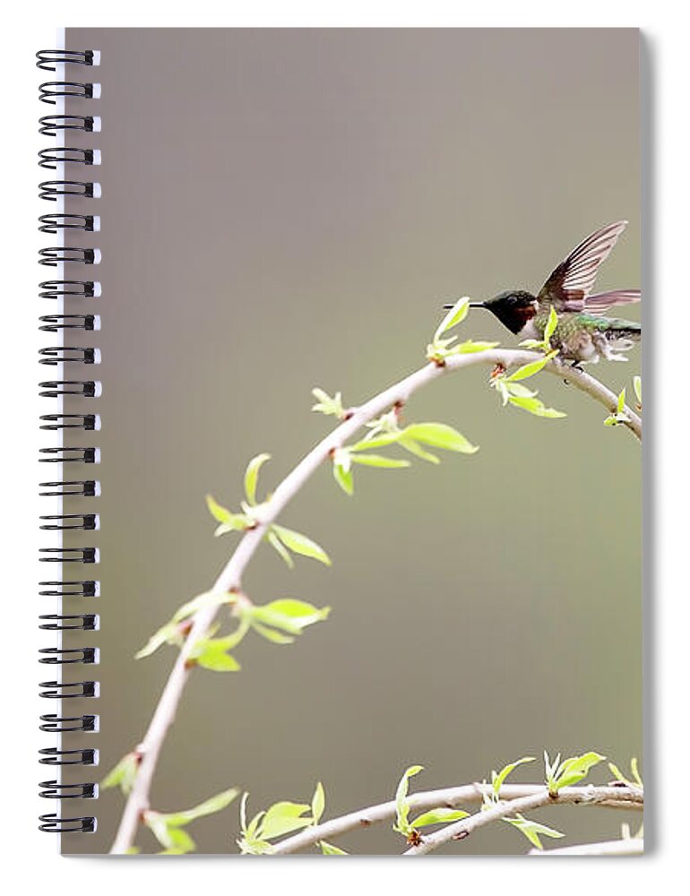 Ruby-throated Hummingbird Spiral Notebook featuring the photograph Ruby-throated Hummingbird by Deborah Penland