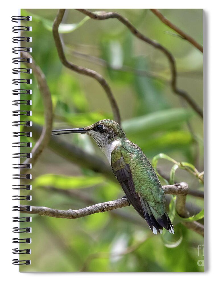Hummingbirds Spiral Notebook featuring the photograph Ruby-Throated Hummingbird - Female by DB Hayes
