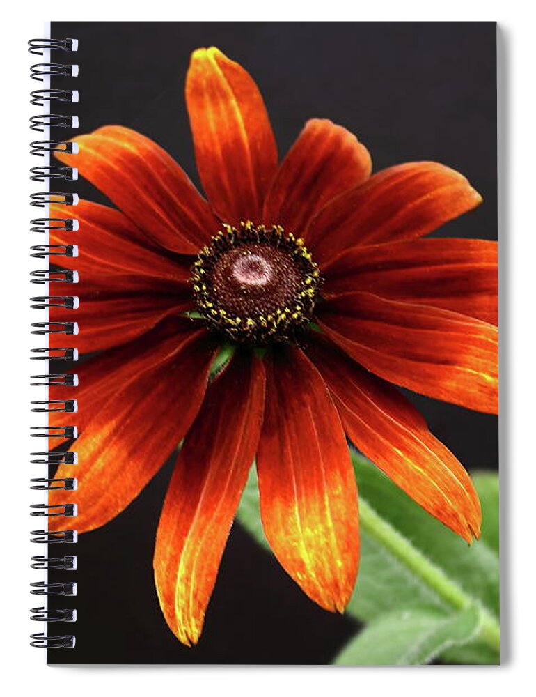 Coneflower Spiral Notebook featuring the photograph Rudbeckia by Jeff Townsend