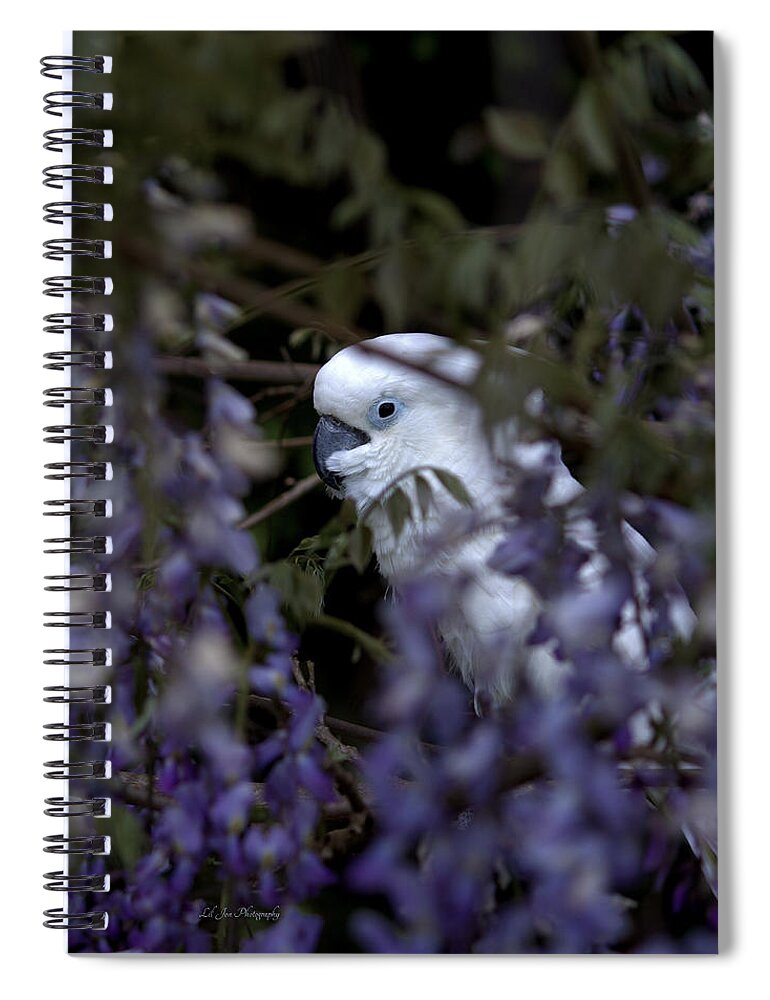 Rudy Spiral Notebook featuring the photograph Rudy The Umbrella Cockatoo by Jeanette C Landstrom