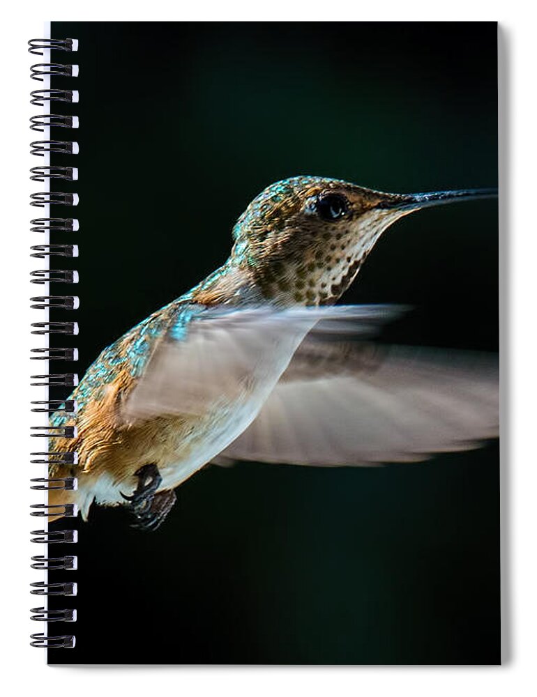 Rufous Hummingbird Spiral Notebook featuring the photograph Rufous by Randy Hall