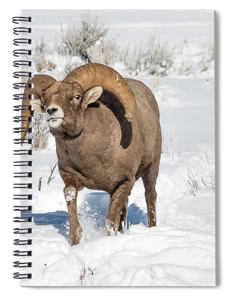 Big-horn Ram Spiral Notebook featuring the photograph Running Rough During Rut by Yeates Photography
