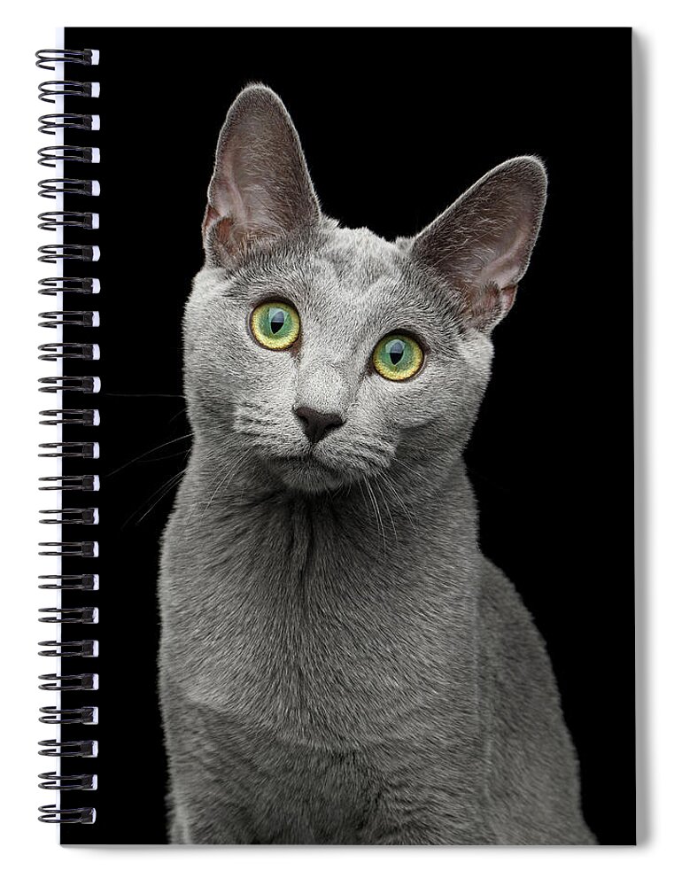 Cat Spiral Notebook featuring the photograph Russian blue cat with amazing green eyes on isolated black backg by Sergey Taran