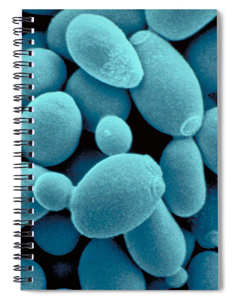 Saccharomyces Cerevisiae Yeast Spiral Notebook featuring the photograph Sachharomyces Cerevisiae Yeast by Scimat
