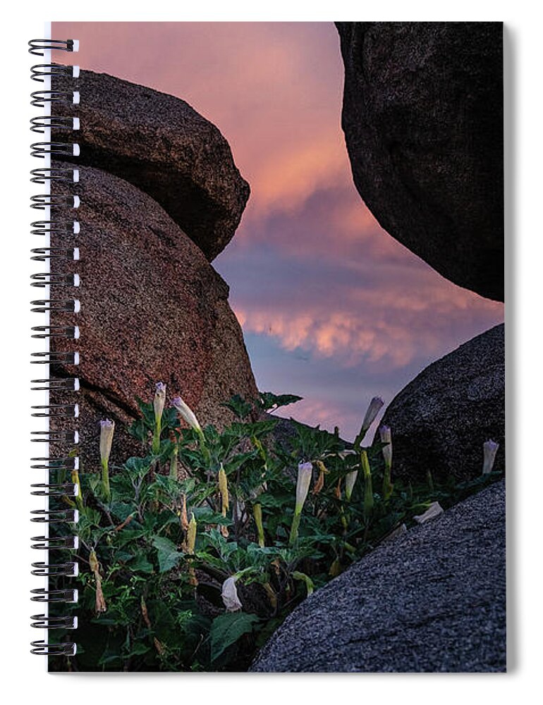 Arizona Spiral Notebook featuring the photograph Sacred Datura amongst the boulders by Gaelyn Olmsted