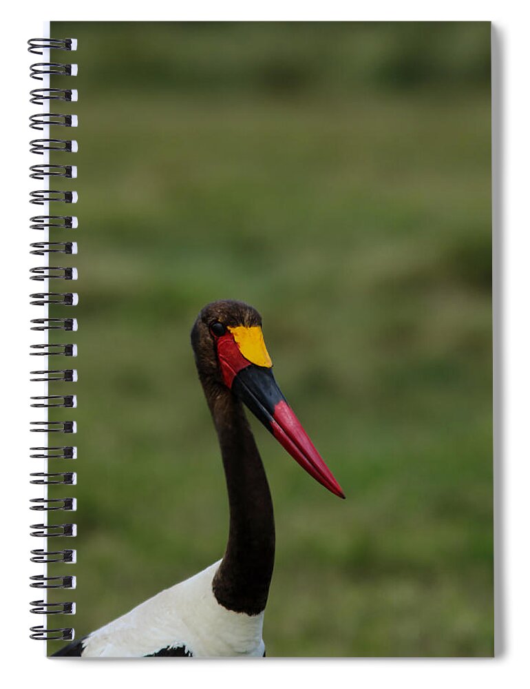 Birds Of Africa Spiral Notebook featuring the photograph Saddle Billed Stork by Ramabhadran Thirupattur