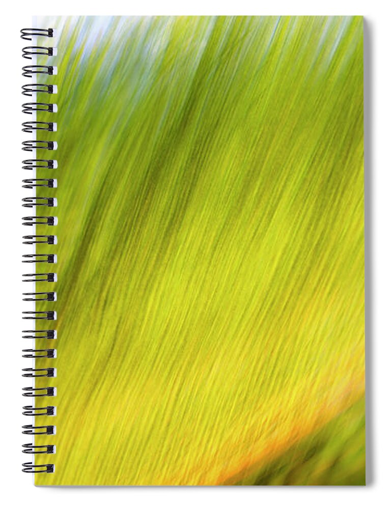 Sago Spiral Notebook featuring the photograph Sago Dreams by Joseph S Giacalone