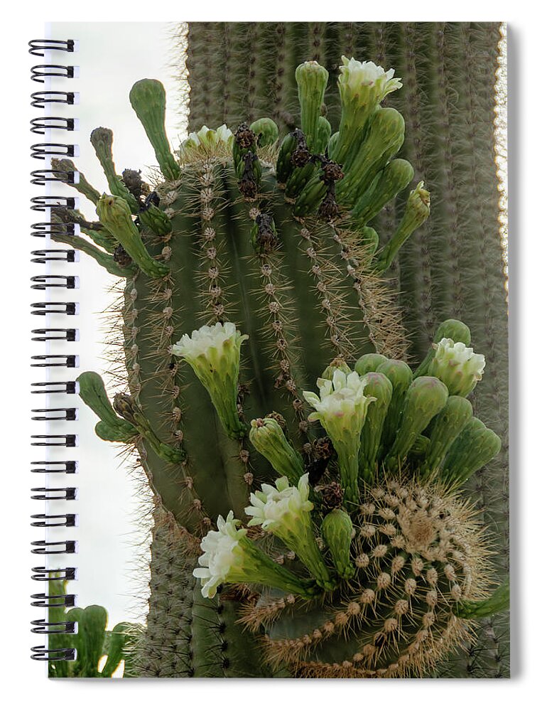 Wickenburg Spiral Notebook featuring the photograph Saguaro buds and blooms by Gaelyn Olmsted