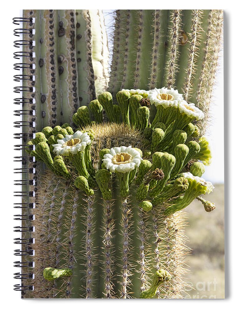 Arizona Spiral Notebook featuring the photograph Saguaro Cactus Bloom by James BO Insogna