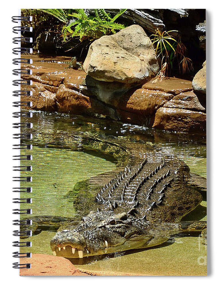Saltwater Crocodile Spiral Notebook featuring the photograph Saltwater Crocodile in Water by Kaye Menner by Kaye Menner