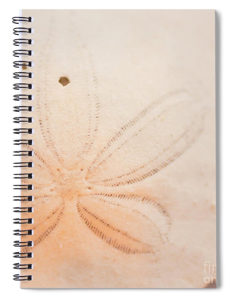 Seashell Spiral Notebook featuring the photograph Sand Dollar by Ana V Ramirez