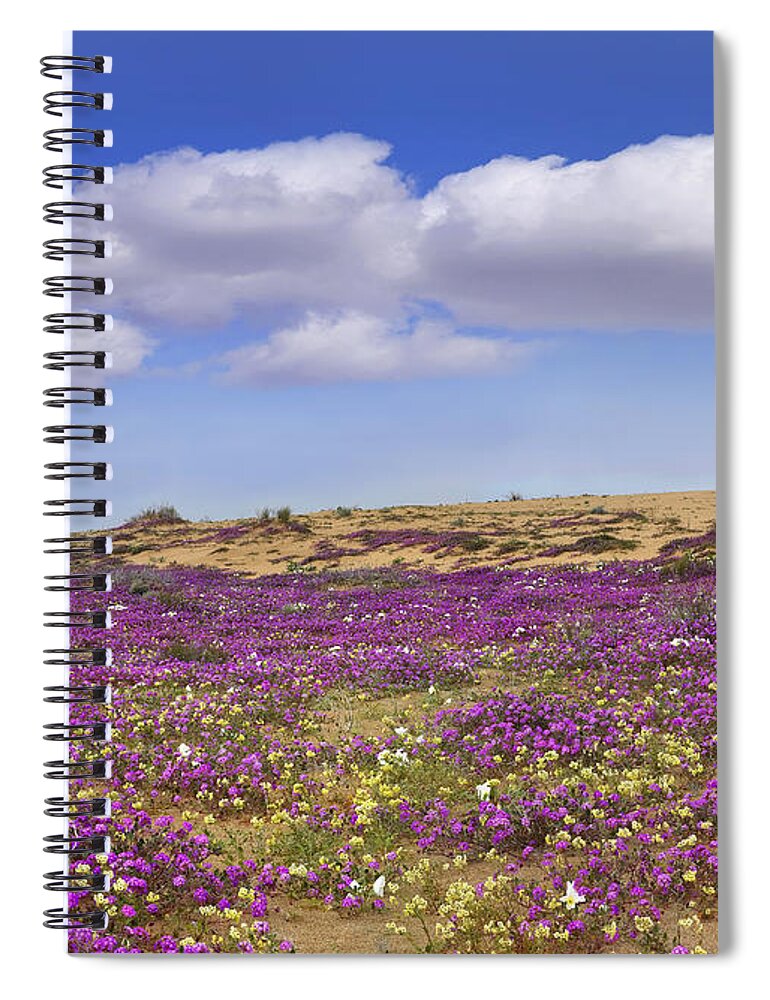 00175207 Spiral Notebook featuring the photograph Sand Verbena Carpeting The Dune by Tim Fitzharris