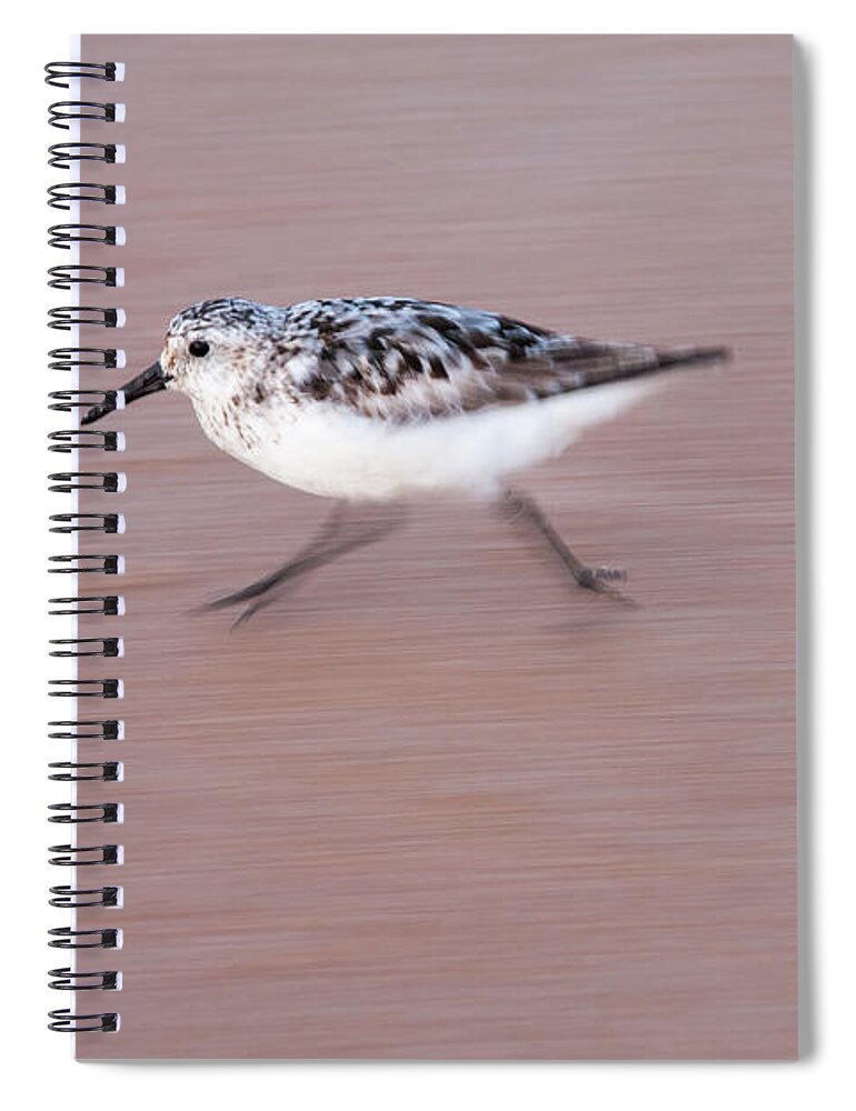Sanderling Spiral Notebook featuring the photograph Sanderling On The Run by Paul Rebmann
