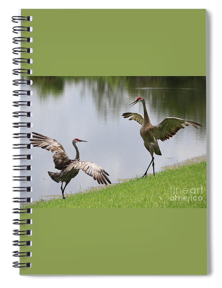 Florida Sandhill Crane Spiral Notebook featuring the photograph Sandhill Crane Courtship Dance 1 by Carol Groenen