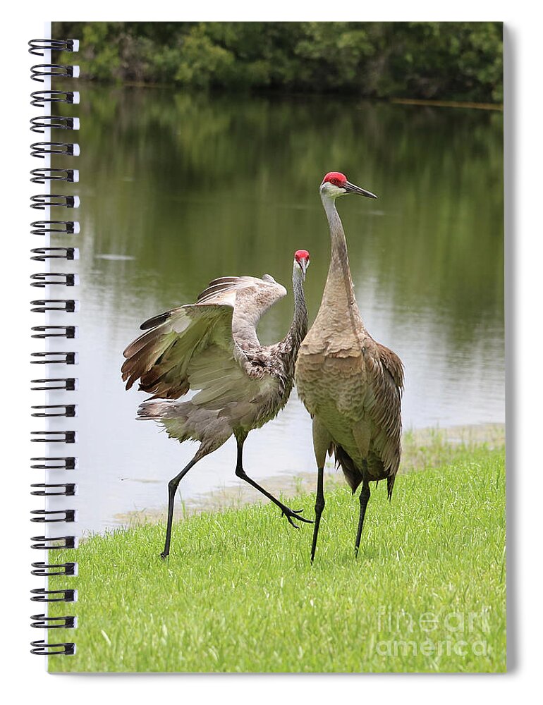 Florida Sandhill Crane Spiral Notebook featuring the photograph Sandhill Crane Courtship Dance 10 by Carol Groenen