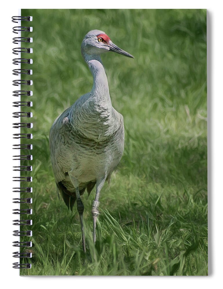 Sandhill Crane Spiral Notebook featuring the photograph Sandhill Crane - Grass by Nikolyn McDonald