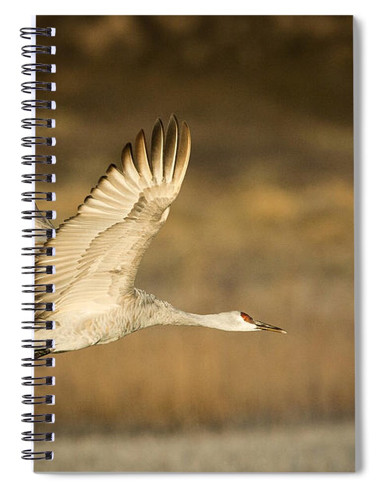 Bosque De Apache Spiral Notebook featuring the photograph Sandhill Crane by Patti Schulze