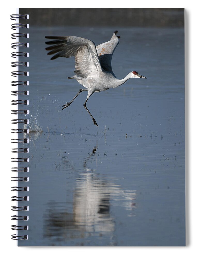 Sandhill Crane Spiral Notebook featuring the photograph SandHill Crane running on water by Gary Langley