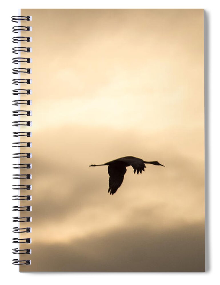 Sweet Spiral Notebook featuring the photograph Sandhill Crane Silhouette Flying by Deb Fedeler