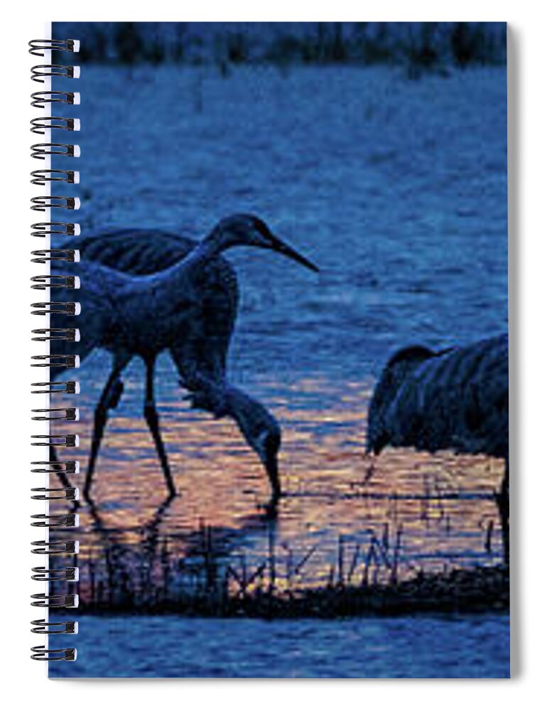 Animals Spiral Notebook featuring the photograph Sandhill Cranes at Twilight by Bruce Bonnett