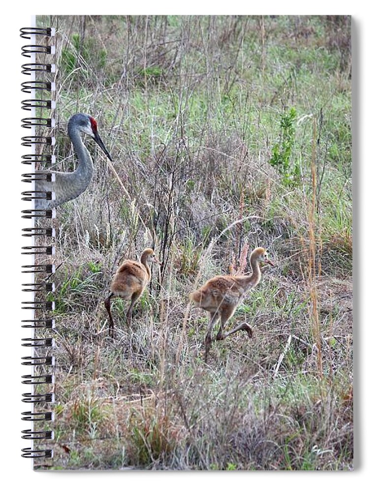 Sandhill Crane Spiral Notebook featuring the photograph Sandhill Family Walking through the Marsh by Carol Groenen
