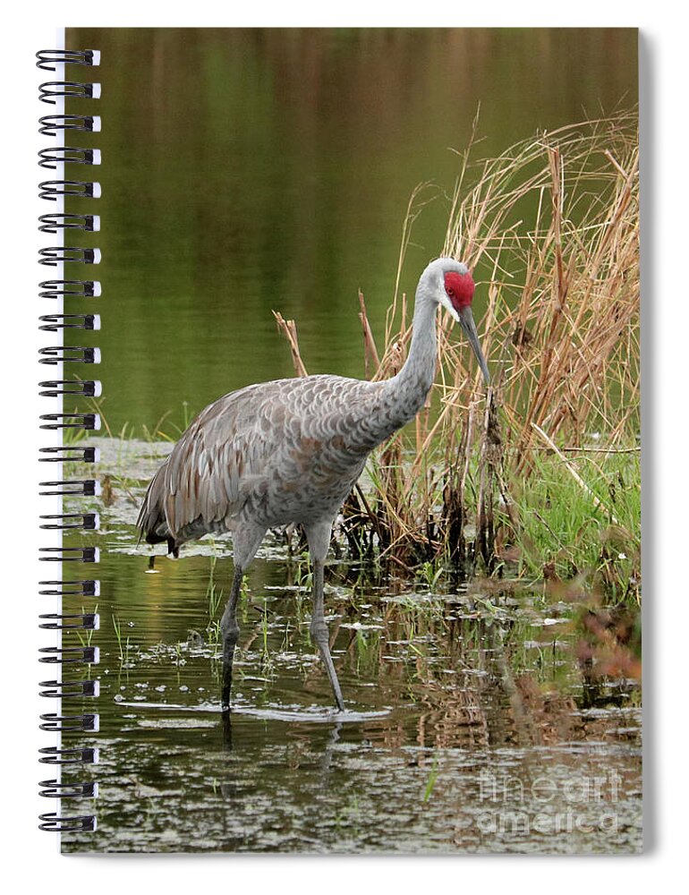 Sandhill Spiral Notebook featuring the photograph Sandhill in Beautiful Water by Carol Groenen