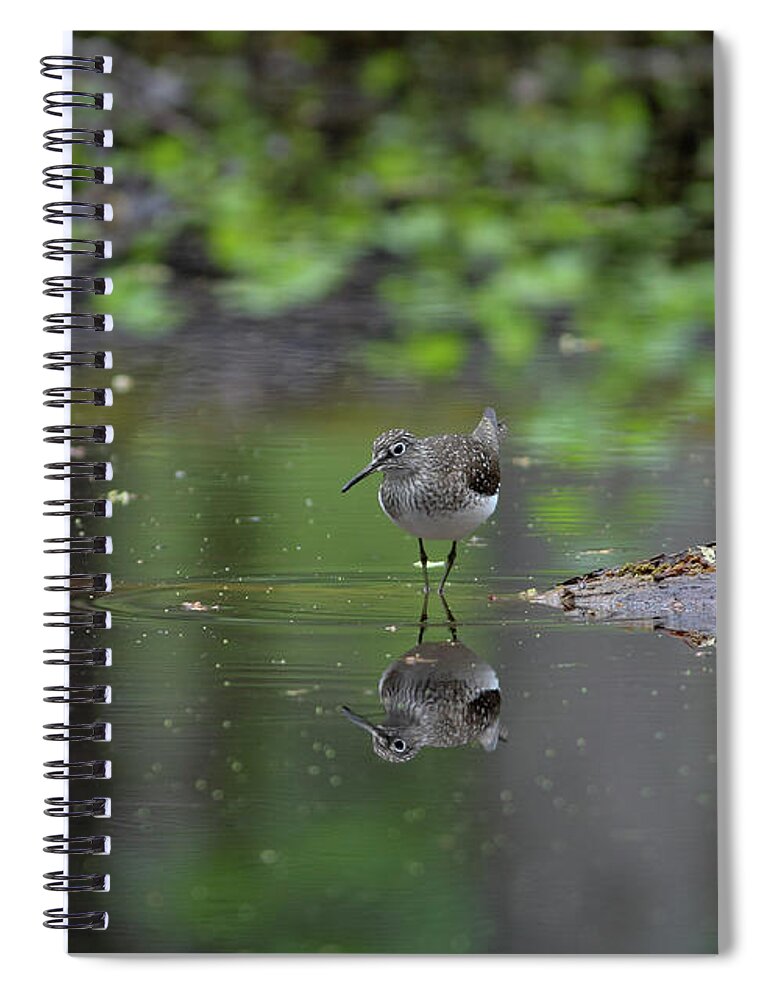 Sandpiper Spiral Notebook featuring the photograph Sandpiper in the Smokies by Douglas Stucky