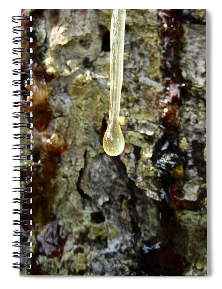 Pine Spiral Notebook featuring the photograph Sap Drip by Robert Knight