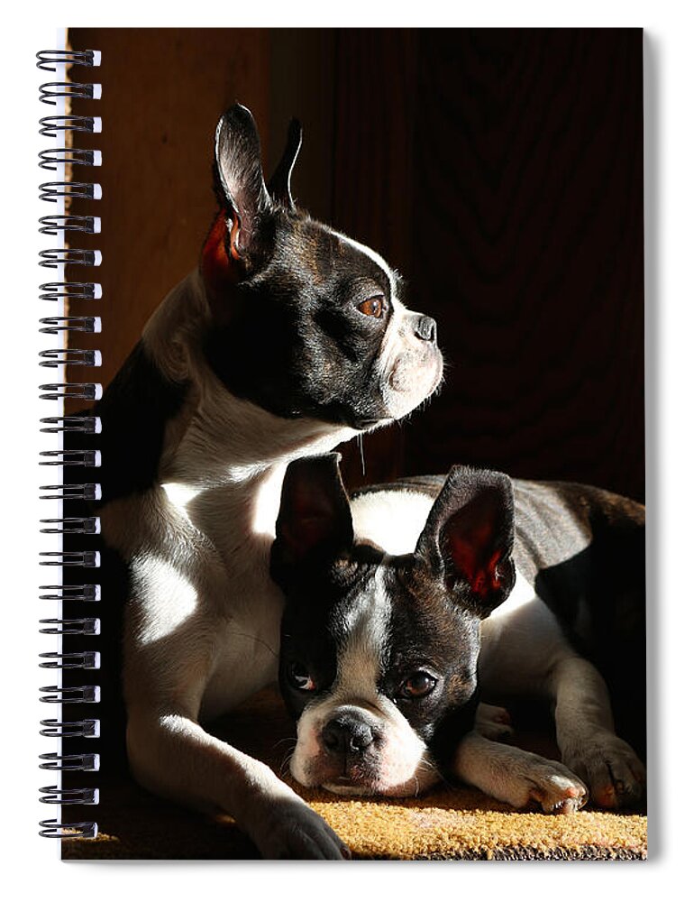 Boston Terrier Spiral Notebook featuring the photograph Saturday Mornings by Susan Herber
