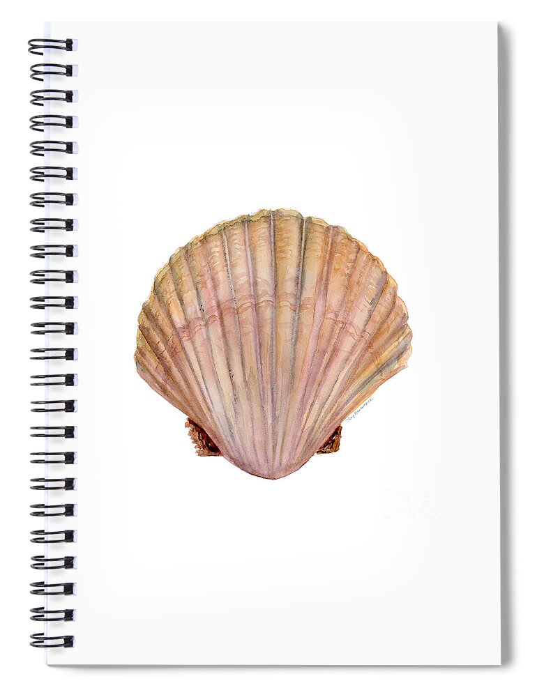 Scallop Shell Painting Spiral Notebook featuring the painting Scallop Shell by Amy Kirkpatrick