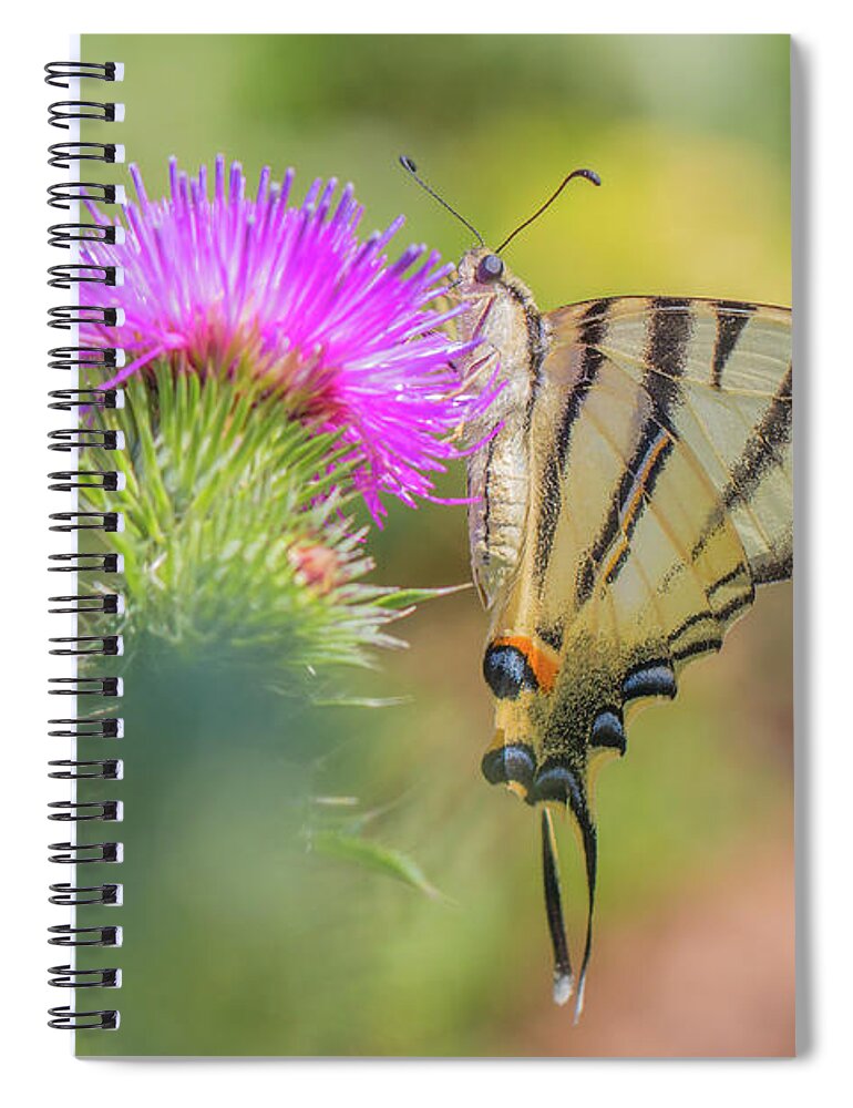 Animal Spiral Notebook featuring the photograph Scarce swallowtail - Iphiclides podalirius by Jivko Nakev