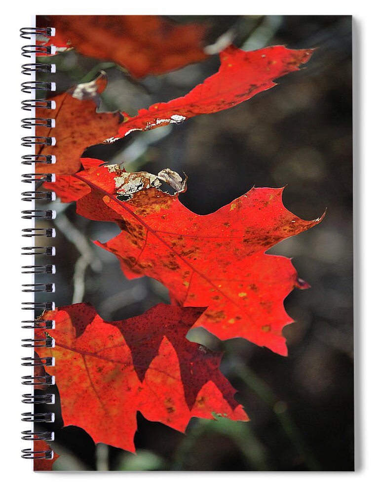 Autumn Spiral Notebook featuring the photograph Scarlet Autumn by Ron Cline