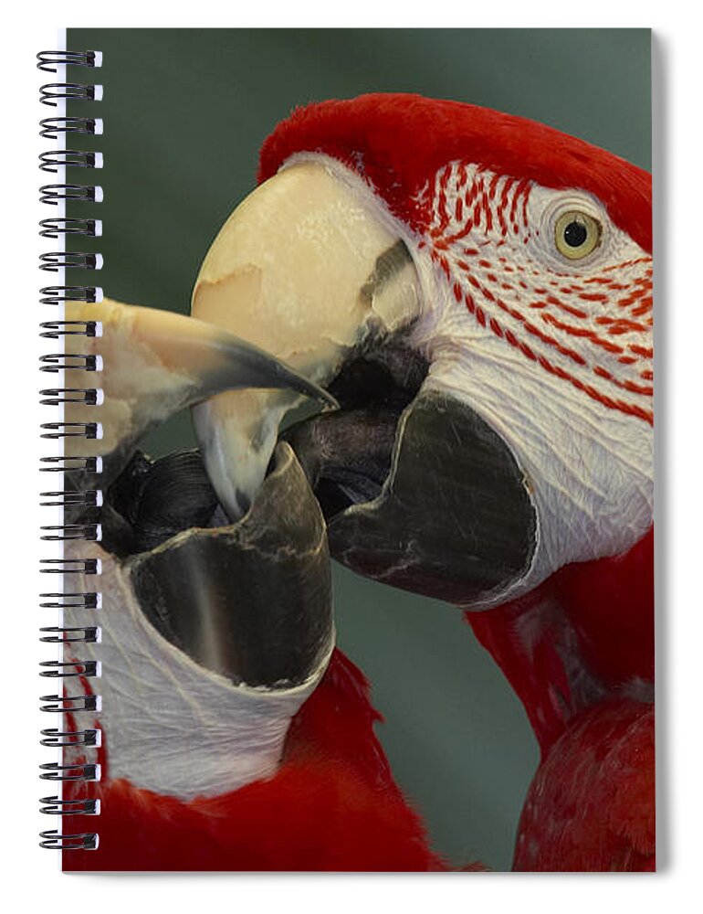 Mp Spiral Notebook featuring the photograph Scarlet Macaw Ara Macao Pair Kissing by Zssd