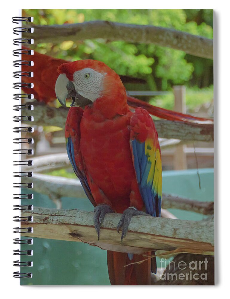 Maccaw Spiral Notebook featuring the photograph Scarlet Macaw by Judy Hall-Folde