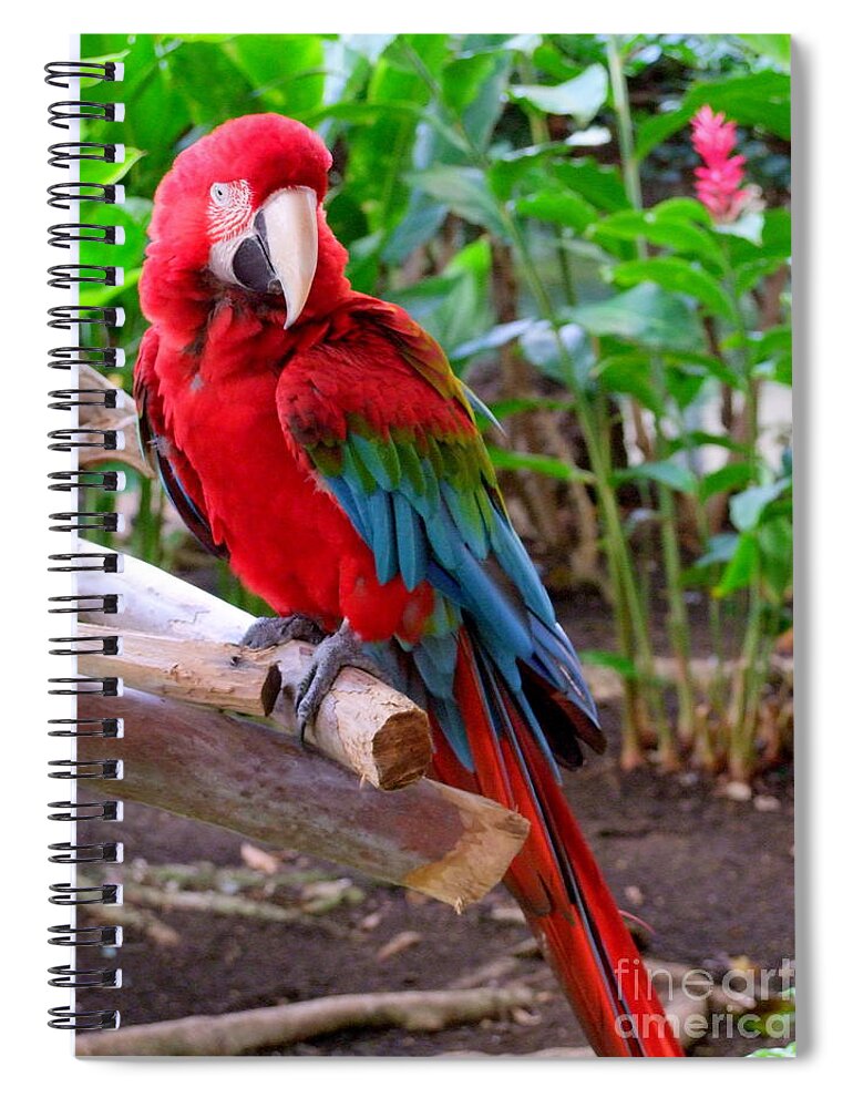 Mary Deal Spiral Notebook featuring the photograph Scarlet Macaw No 2 by Mary Deal