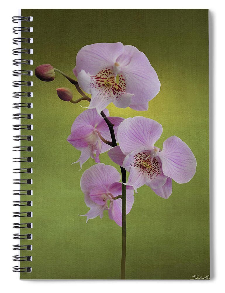 Orchid Spiral Notebook featuring the digital art Schiller's Phalaenopsis by M Spadecaller