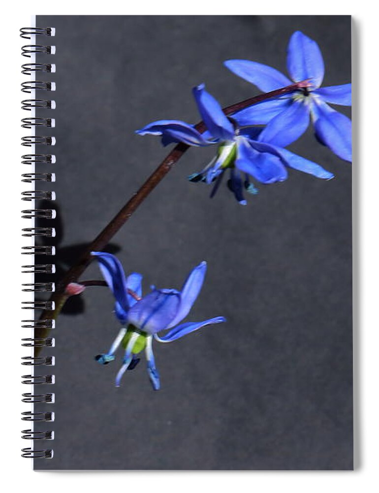 Flowers Spiral Notebook featuring the photograph Scilla Shadow on a Black Background by Jeff Townsend