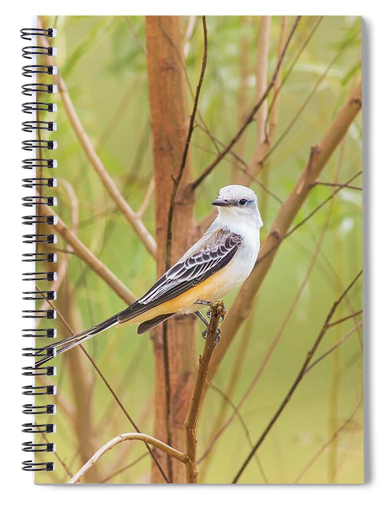 Animal Spiral Notebook featuring the photograph Scissortail In Scrub by Robert Frederick