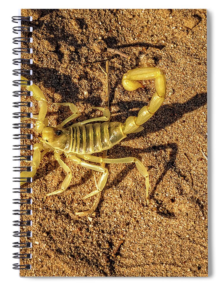 Poisonous Spiral Notebook featuring the photograph Scorpion by Robert Bales