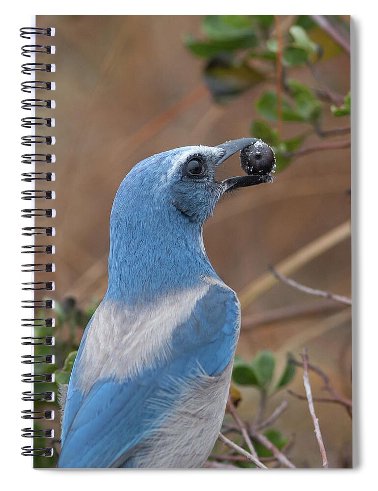 Scrub Jay Spiral Notebook featuring the photograph Scrub Jay with Acorn by Paul Rebmann