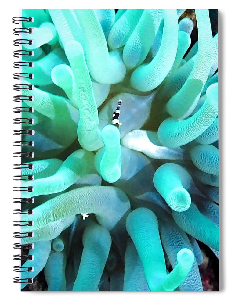 Anemone Spiral Notebook featuring the photograph Sea Anemone and Squat Shrimp by Amy McDaniel